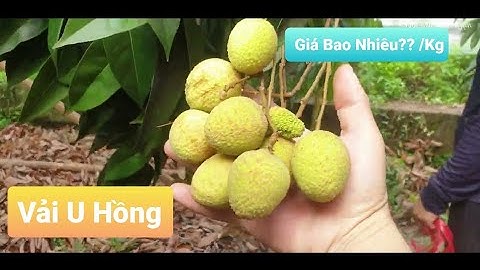 Vải U Hồng Lục Ngạn Đã Có Cửa Cân, Giá Bao Nhiêu | Núi Đồi Lục Ngạn
