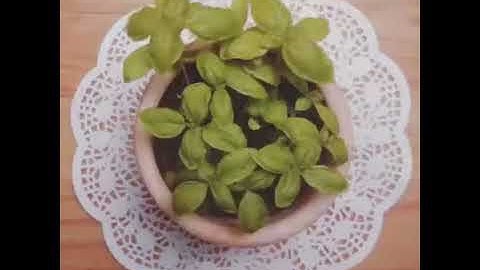 Raspberry Pi Basil Plant Time Lapse