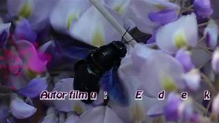 Zadrzechnia Fioletowa - Xylocopa Violacea W Branicach 2019R.