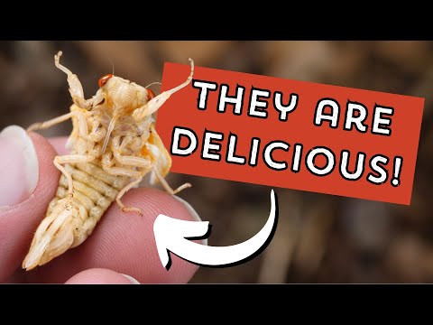 Watch this BEFORE eating cicadas! (everything you need to know)