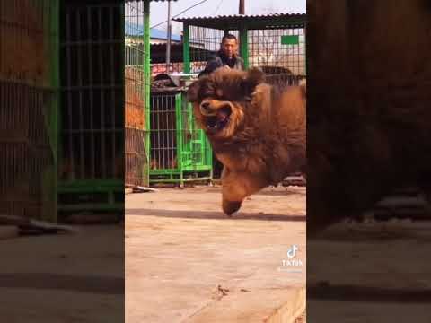 ტიბეტური მასტიფი/Tibetan Mastiff/Θιβετιανός μαστίφ