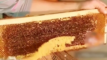 new model uncapping fork for beekeeping