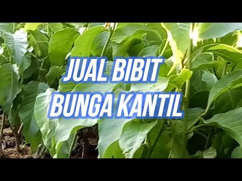  Manfaat  Bunga  Kantil untuk  Kecantikan  YouTube