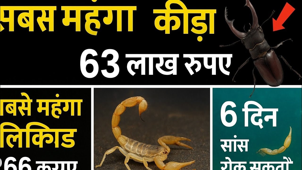 Sabse mahanga kida and sabse mahanga poision #poison #insects # ...