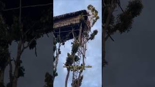 ఎత్తైన చెట్లపై ఇల్లు | Korowai Tree House Amazing Facts in Telugu #tribes #tree #facts #shorts