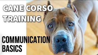 Cane Corso Training Tips: COMMUNICATION BASICS