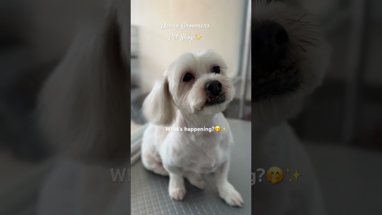 Davao Groomers Pet Shop for inquiry call 09108623714 or 09122072341 