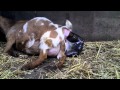 Geboorte van twee geitjes in DierenPark Amersfoort
