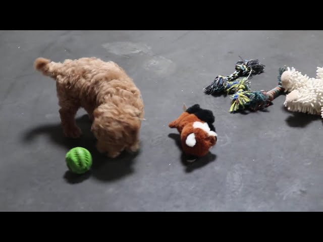 Lilo video thumbnail