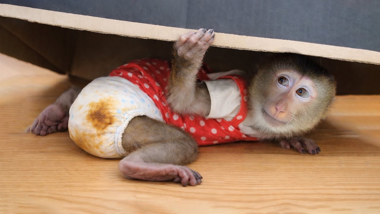 Pupu Hides Under a Box Because He Doesn’t Want a Bath