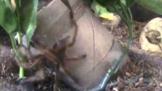 Pterinochilus Murinus Webbing
