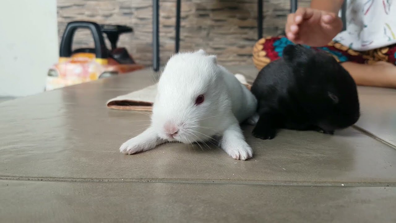 Cute Little Bunnies Anak Kelinci Lucu Hitam bukan Hantu - Cute Little Bunnies Anak Kelinci Lucu Hitam bukan Hantu
