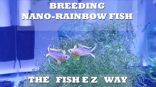 Breeding Threadfin Rainbowfish & Blue Eye Rainbowfish Explained the #FishEZ way