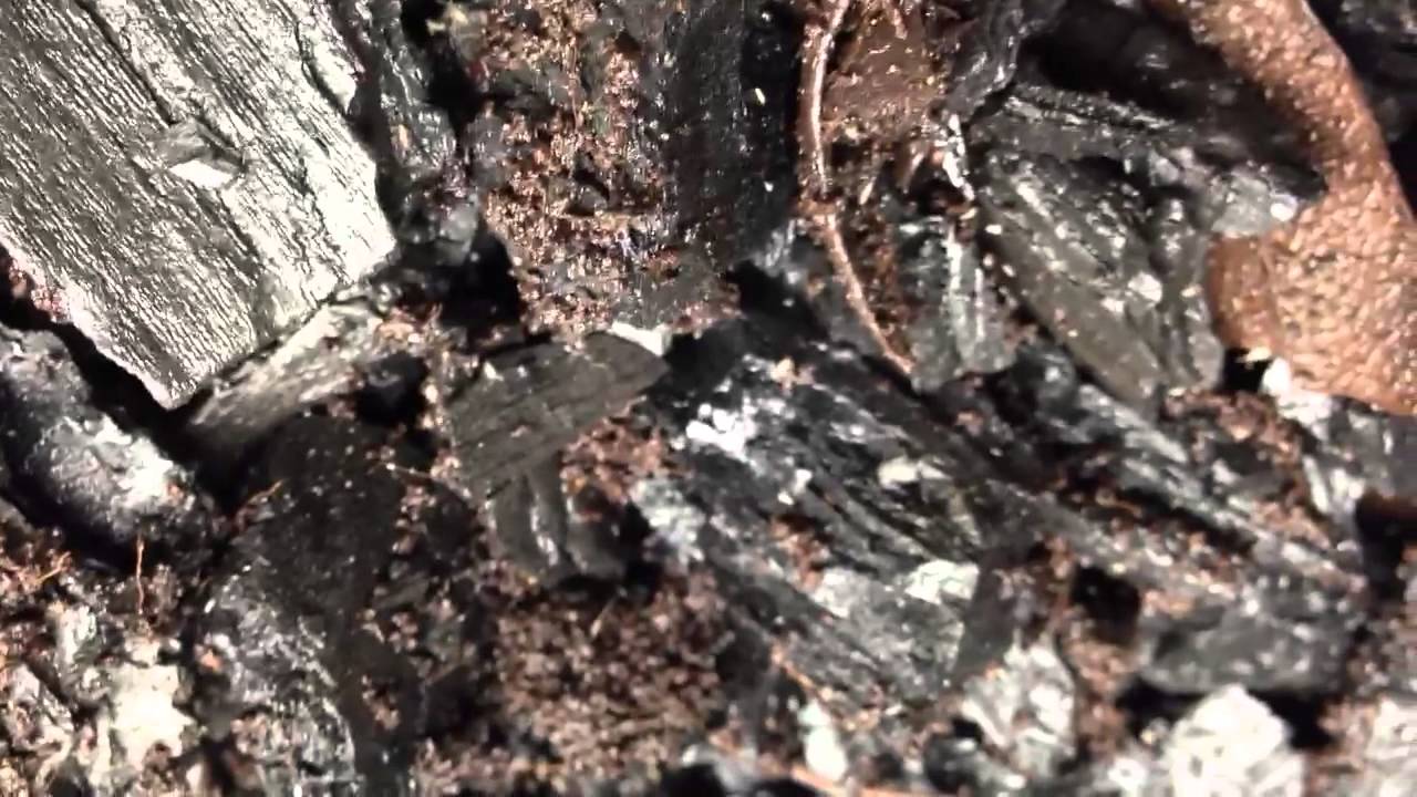 Pink Springtails - YouTube