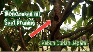 Update Kebun durian Sultan Jepara