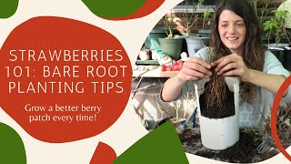 Planting Bare Root Strawberries Perfectly Every Time!