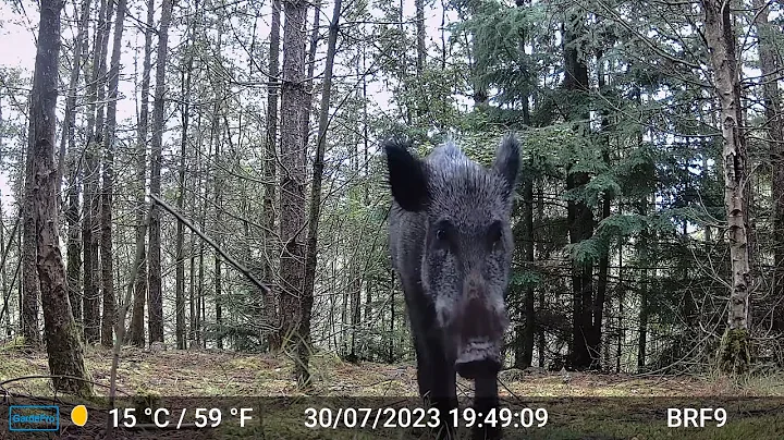 Female Wild Boar Inspects Camera - Forest Of Dean