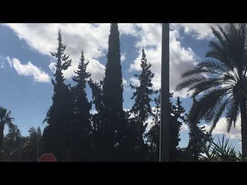    أشجار السرو العمودي تزين حديقه الزباره بحائل