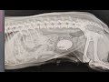 Stone#bladder#dog#remove#after#surgery#welldone