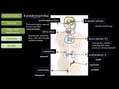 Video: Endokrinný Systém: Funkcia, Orgány, Hormóny A Stavy