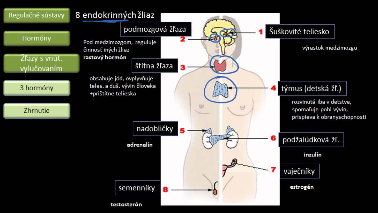 Uklad Hormonalny I Nerwowy Sprawdzian Klasa 7