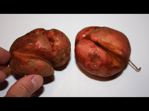 Видео: Что такое картофельная шкура слона: информация о трещинах роста картофеля