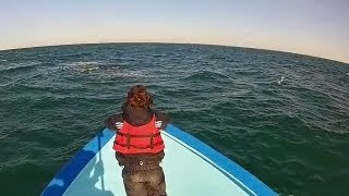 Grey Whales of San Ignacio - Capps Slide Show @OneWorldOneOcean