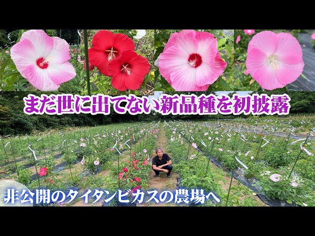 赤塚植物園のタイタンビカス】美しさに磨きがかかる大輪の花！来年以降