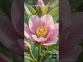 पौधे पर फूल कैसे लगते हैं #science #trending #cjp #plants #flowers #facts #edushorts #edushorts