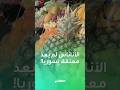 بعدما كانت شبه محظورة وتباع في الخفاء فاكهة الأناناس تعود إلى أسواق دمشق وتبهج السوريين بعدما كانت شبه محظورة وتباع في الخفاء فاكهة الأناناس تعود إلى أسواق دمشق وتبهج السوريين
