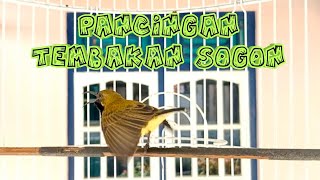 PANCINGAN TEMBAKAN SOGON AGAR LATAH IKUT NEMBAK #pancingansogonnembak #masteransogon #sogongacor