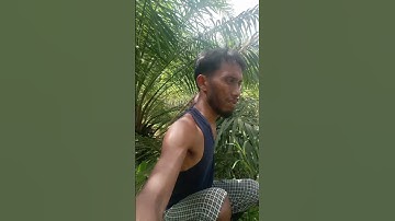 Cassava harvesting part 956 #shorts #farming #cassava #nature  #cassavaroots #cassavafarming