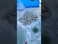 Изменчивое. Воскресная рыбалка. Малоротая корюшка. 12.01.2025 #рыбалка #fishing #fish #сахалин