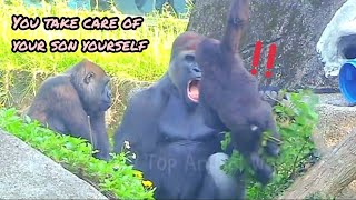 迪哥：帶孩子要有耐心😆塔莉：那你自己帶🤣💦#Djeeco#ゴリラ#迪亞哥#金剛猩猩#taipeizoo #gorilla #台北市立動物園 20240510#6