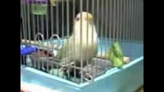2007 0206新しいアピールか.flv