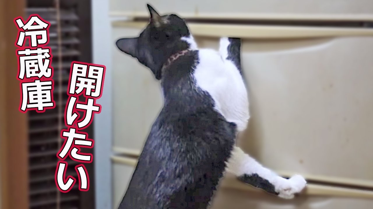 funny cats sleeping in weird positions compilation 2014 funnyplox 開けてみたい猫〜冷蔵庫編 ! イタヅラ発覚!奮闘するはちわれ猫 『ハッチ』−Cat wants to open a refrigerator.