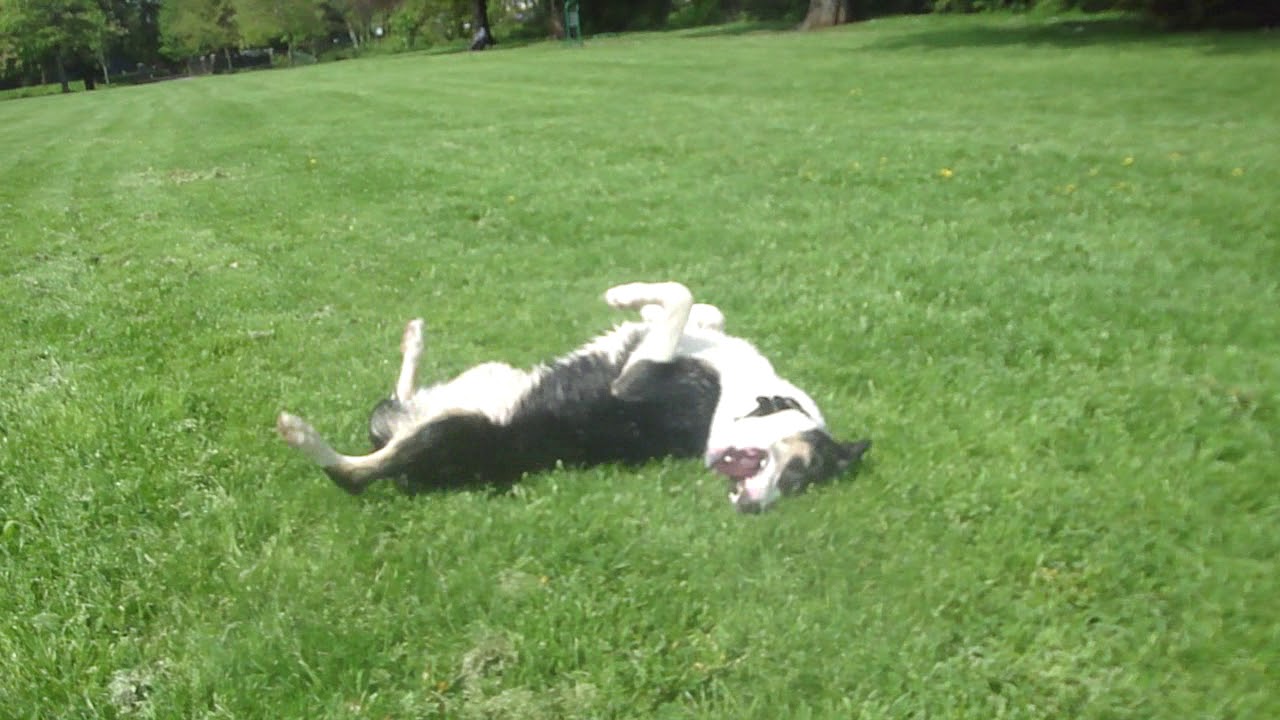 Dog Rolls over multiple times for a treat YouTube