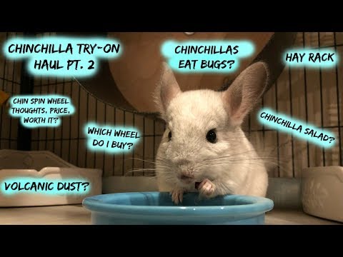 Chinchilla Try-On Haul Pt 2 | Best Products? | Nenimals