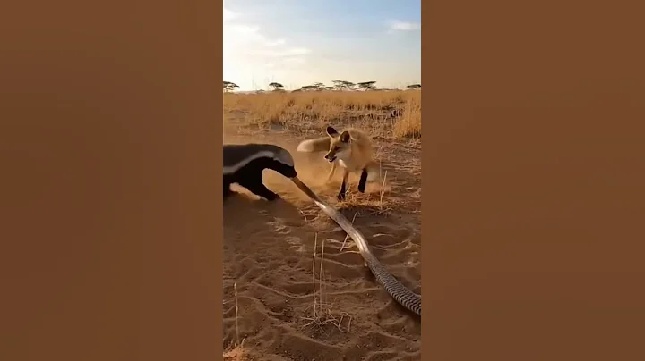 Video 11661901: cat wild savannah, funny savannah cat