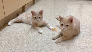 Egon & Peter: Two Adorable Kittens Looking for Their Forever Home (2026 January 18)