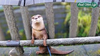 [Otter Life Day 125–133] Otter Afraid of Umbrellas