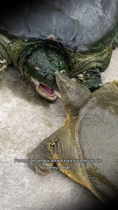 Pertemuan Langka: Kura-Kura & Penyu Bertemu! 🐢🐢