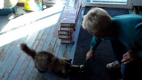 Video 172091: siberian cat playing fetch, long hair cat, cat fetches toy, cat playing mouse, cat old