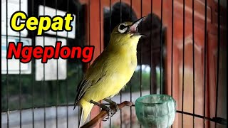 Bali Dakun Pleci Lure for Fast Ngeplong