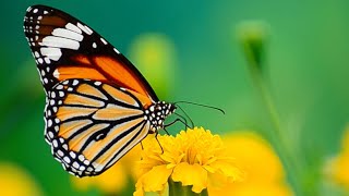 Amazing, Lovely, Delicate, Colorful & Beautiful Butterfly ♥️