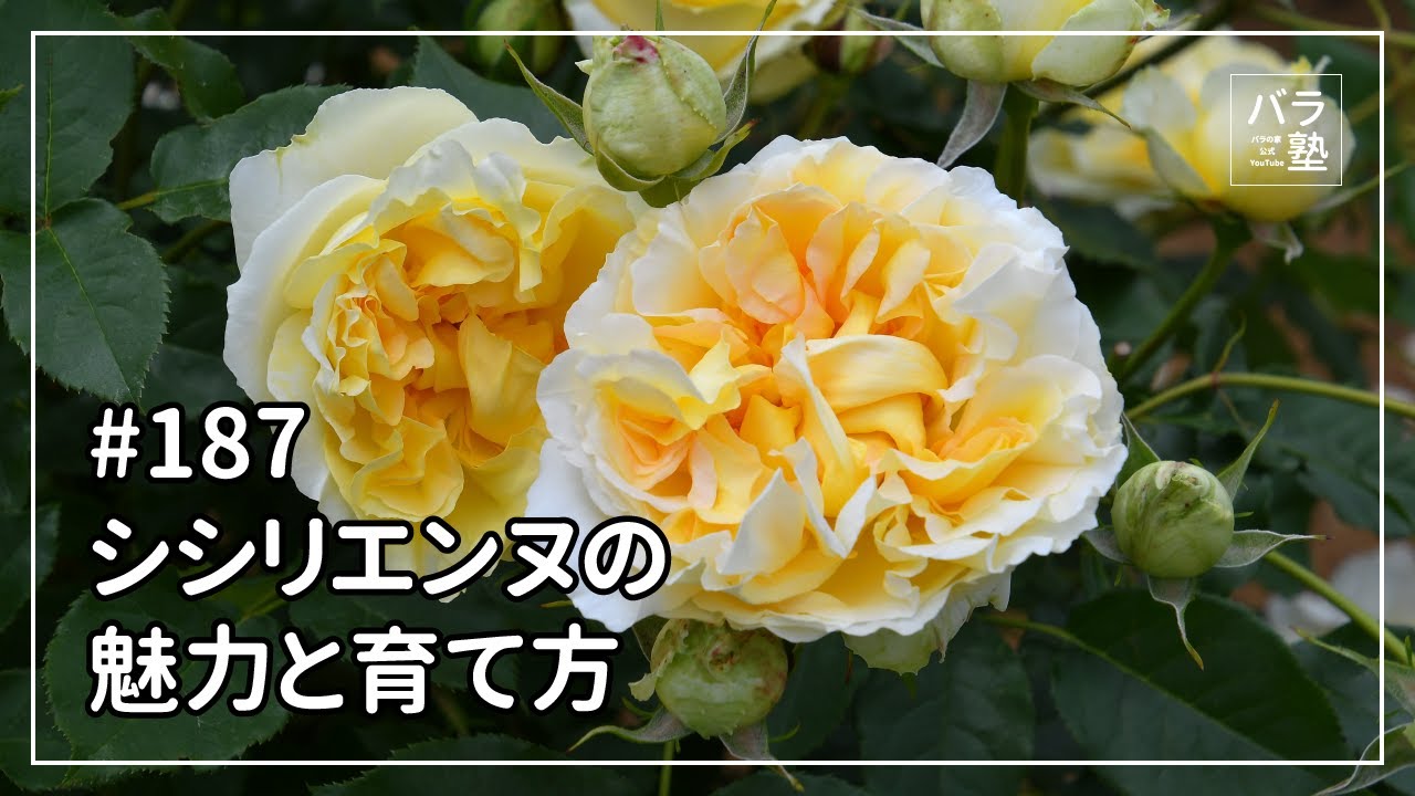 シシリエンヌ 意味