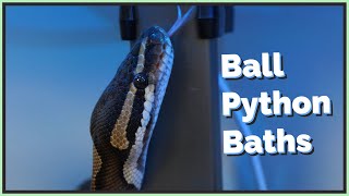 Should you bathe/soak your Ball Python?