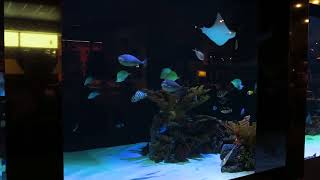 An Aquatic Exhibits Gallery Furniture Aquarium