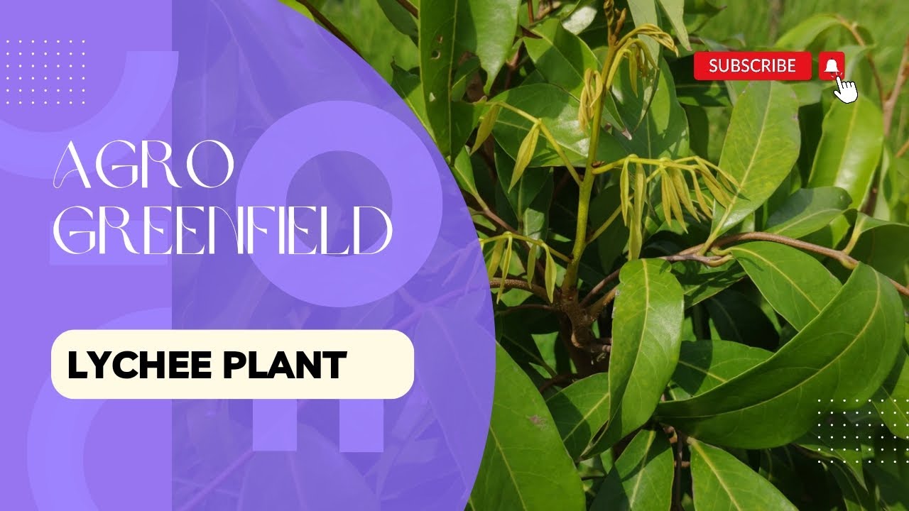 How to grow organic lychee plant ☘️ | Organic growing | 