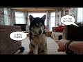 When dog realises hitting the button releases treats! Brain Training Sherpa